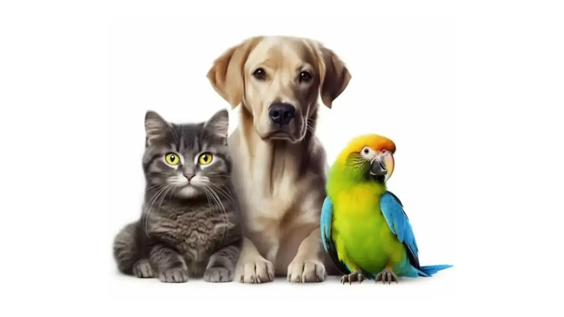 Main Banner Image 1